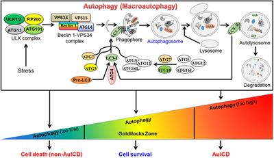 Editorial: Autophagy-Mediated Cell Survival and Death in Disease Progression and Treatment